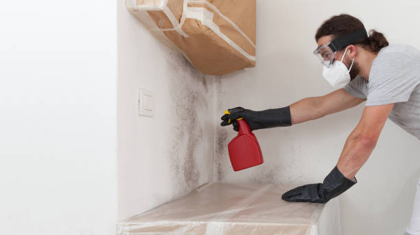 Professional Black Mold Remediation technician working in Franklin, NC