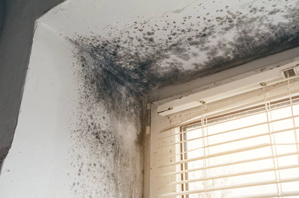 Affordable Black Mold Remediation solutions in Franklin, NC